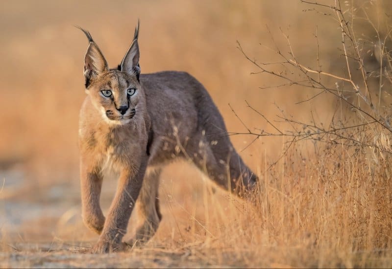 The 7 Wild Cats Of Africa You've Probably Never Heard Of